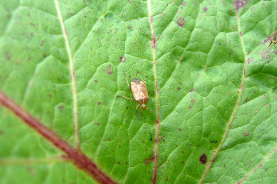 Miridae: il genere Lygus